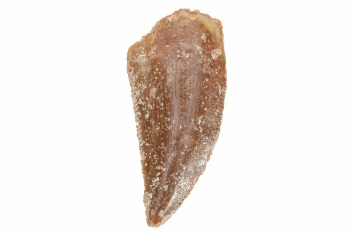 Serrated, Raptor Tooth - Real Dinosaur Tooth #235968